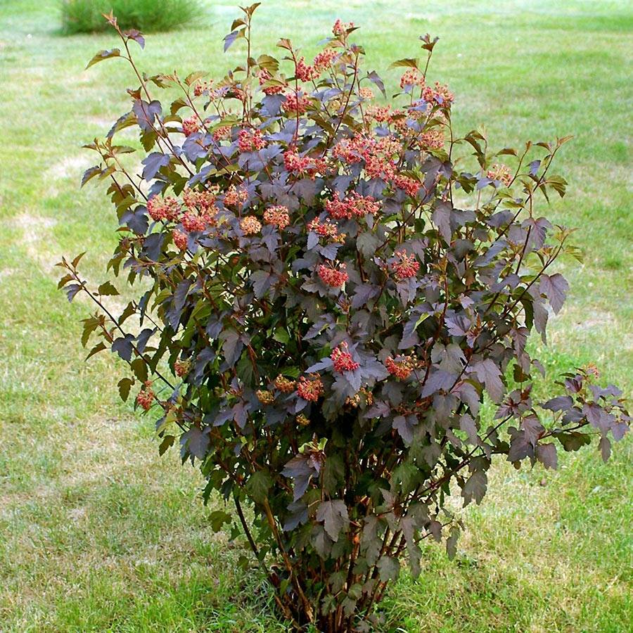 Physocarpus opulifolius Red Baron - Physocarpe à feuille d'obier Pot de 2L/3L - Image 1