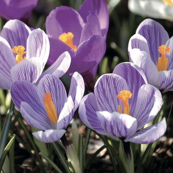 Promesse de Fleurs - Crocus Mammouth Pickwick Bulbe calibre 8+ (par 25)