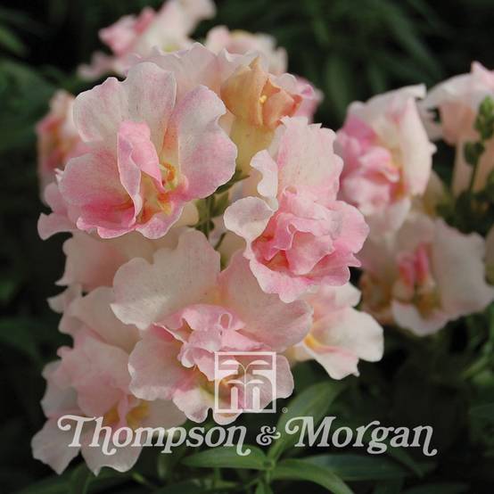 Graines de Muflier nainTwinny Appleblossom F1 - Antirrhinum nanum le sachet de 30 graines environ