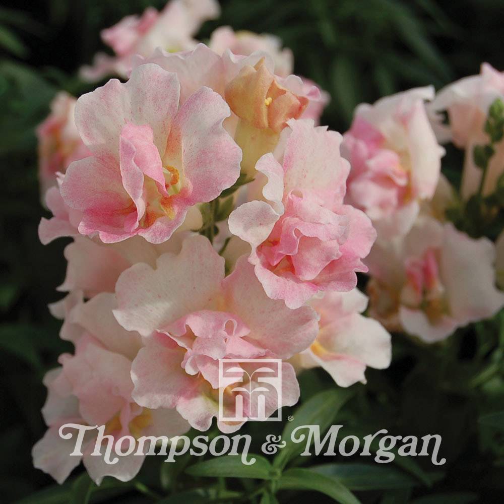 Graines de Muflier nainTwinny Appleblossom F1 - Antirrhinum nanum le sachet de 30 graines environ