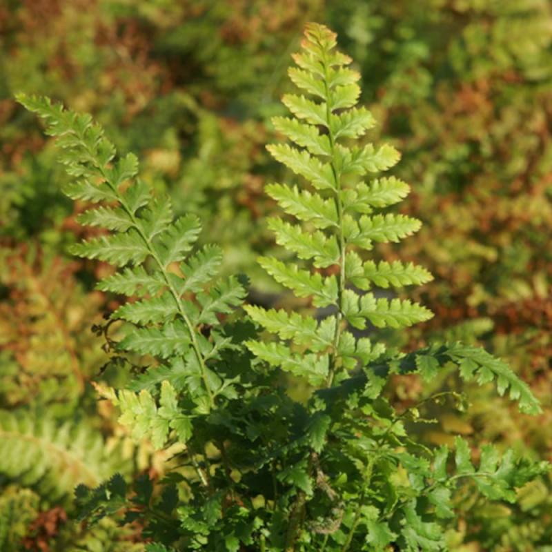 Polystic à frondes soyeuses - Godet - 5/20 cm - Image 1