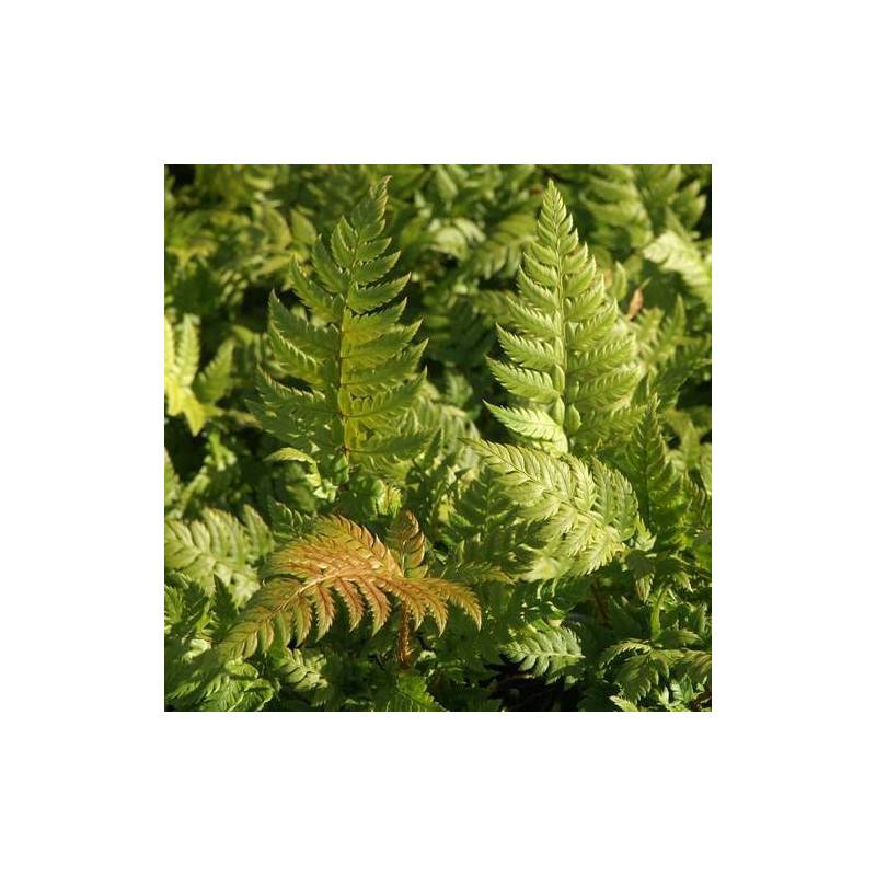 Polystic à frondes soyeuses - Godet - 5/20 cm - Image 2