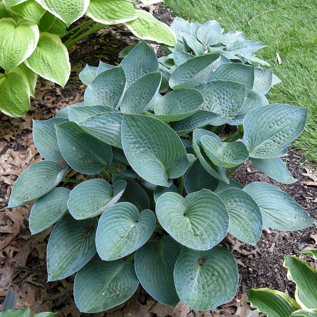 Promesse de Fleurs - Hosta Blue Vision Pot de 1,5L/2L