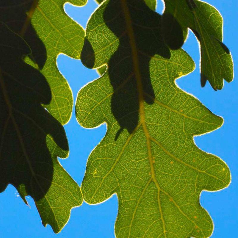 Chêne pubescent (Quercus pubescens) - Godet - Taille 20/40cm - Pépinières Naudet - Image 2