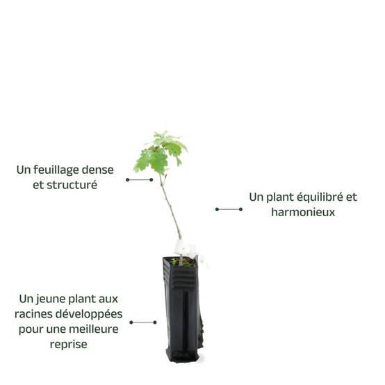 Chêne pubescent (Quercus pubescens) - Godet - Taille 20/40cm - Pépinières Naudet - Image 4