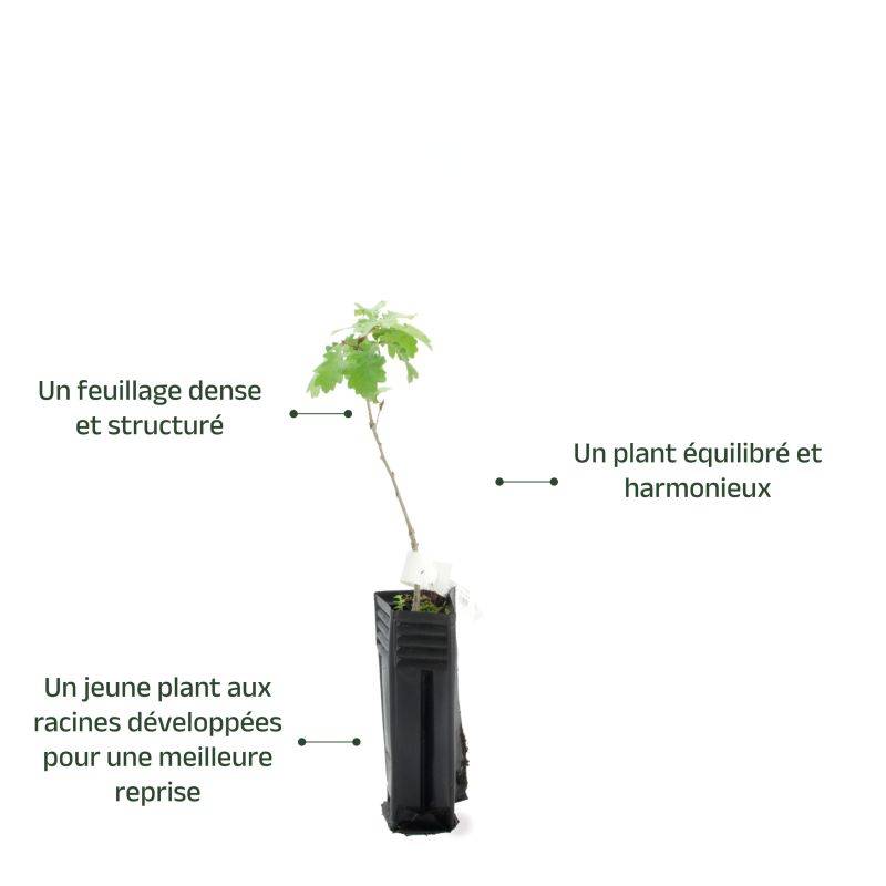 Chêne pubescent (Quercus pubescens) - Godet - Taille 20/40cm - Pépinières Naudet - Image 4