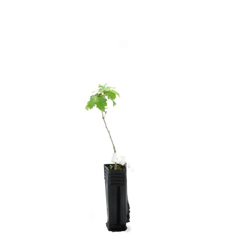 Chêne pubescent (Quercus pubescens) - Godet - Taille 20/40cm - Pépinières Naudet - Image 3