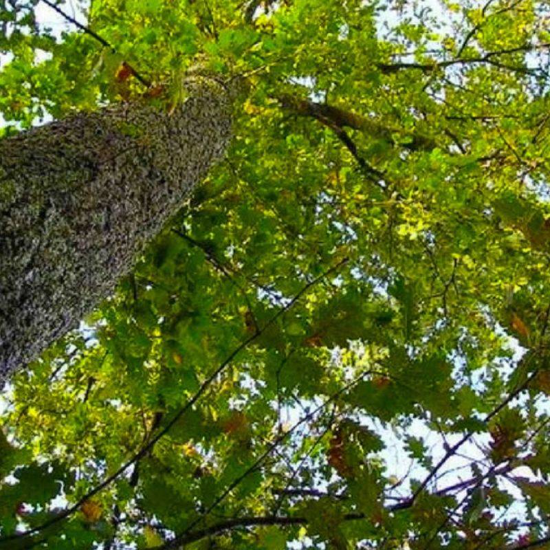 Chêne pubescent (Quercus pubescens) - Godet - Taille 20/40cm - Pépinières Naudet - Image 1