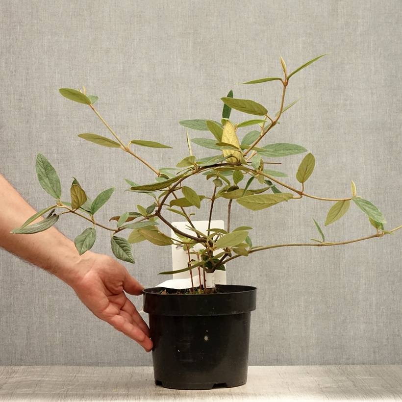Promesse de Fleurs - Viorne de Prague - Viburnum Pragense Pot de 3L/4L - Image 2