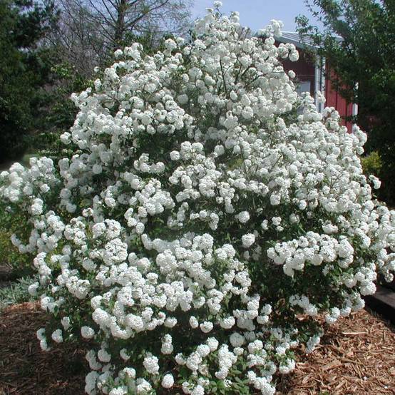 Promesse de Fleurs - Viorne de Prague - Viburnum Pragense Pot de 3L/4L - Image 1