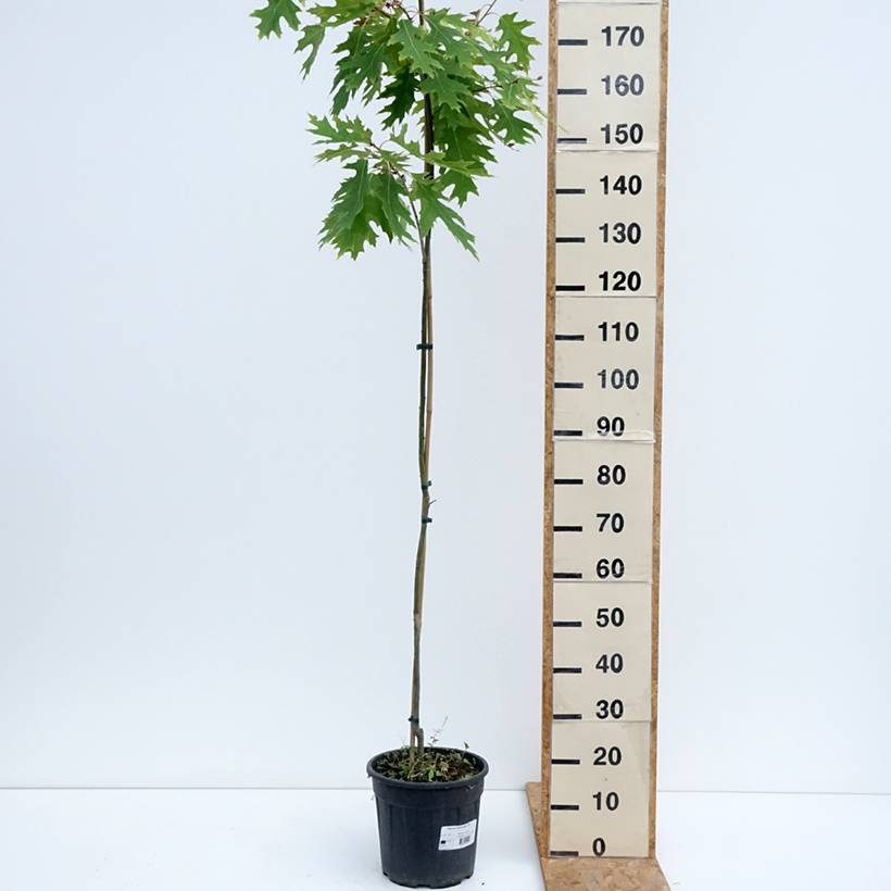 Promesse de Fleurs - Chêne rouge d'Amérique – Quercus rubra Boltes Gold Pot de 7,5L/10L - Image 2