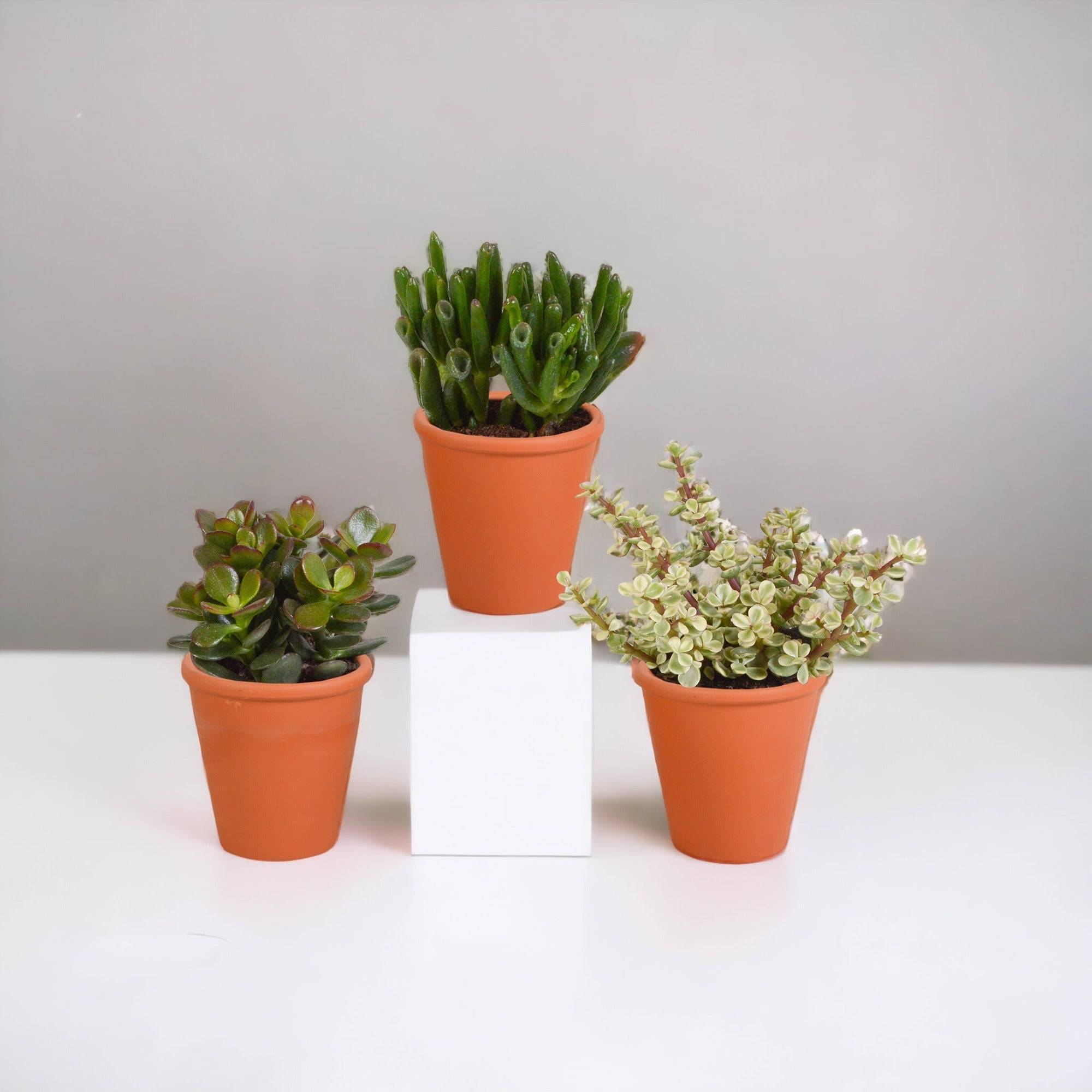 Coffret Crassula et ses caches-pots terracotta - Lot de 3 plantes, h18cm- La Green Touch - Image 1