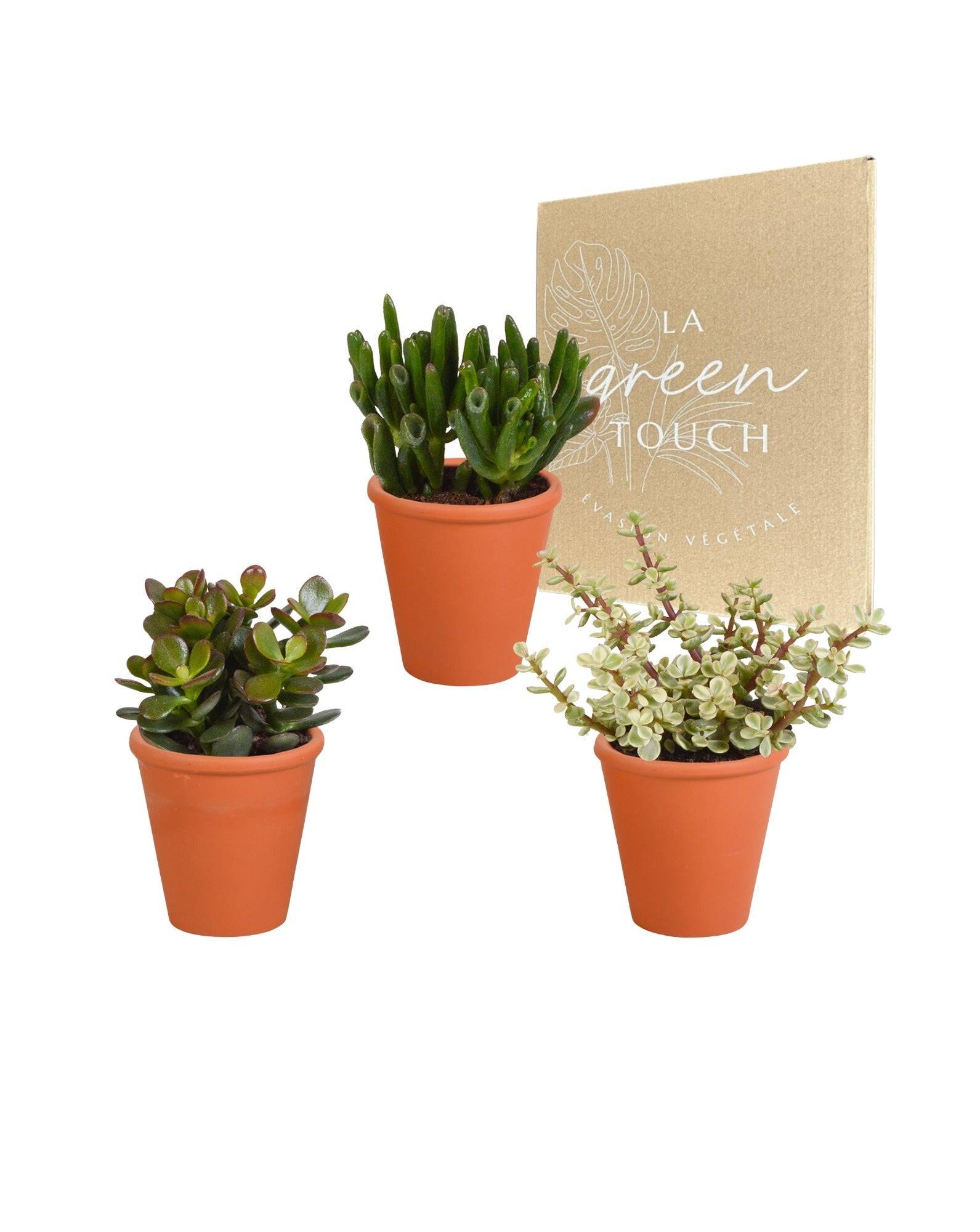 Coffret Crassula et ses caches-pots terracotta - Lot de 3 plantes, h18cm- La Green Touch - Image 2