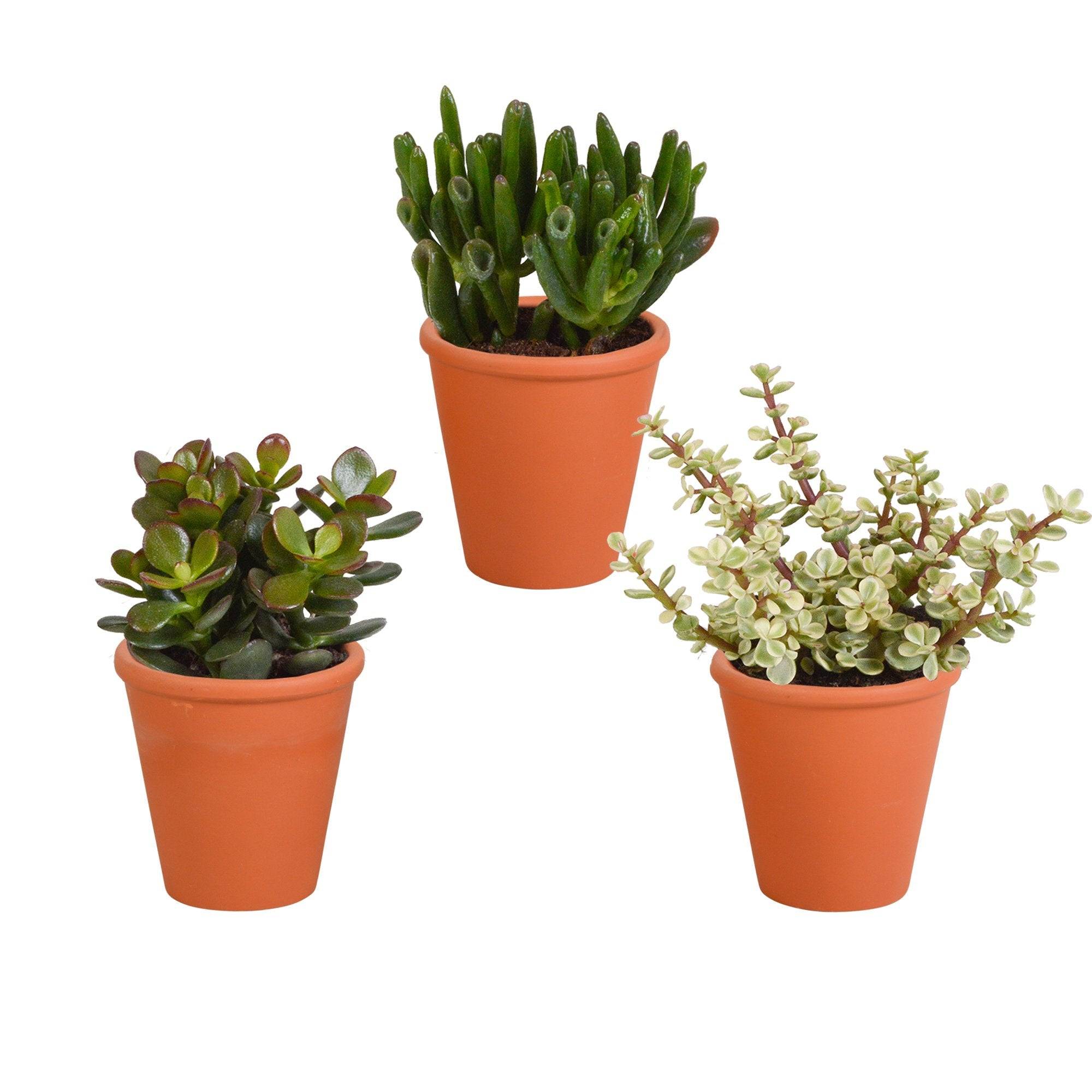 Coffret Crassula et ses caches-pots terracotta - Lot de 3 plantes, h18cm- La Green Touch - Image 3