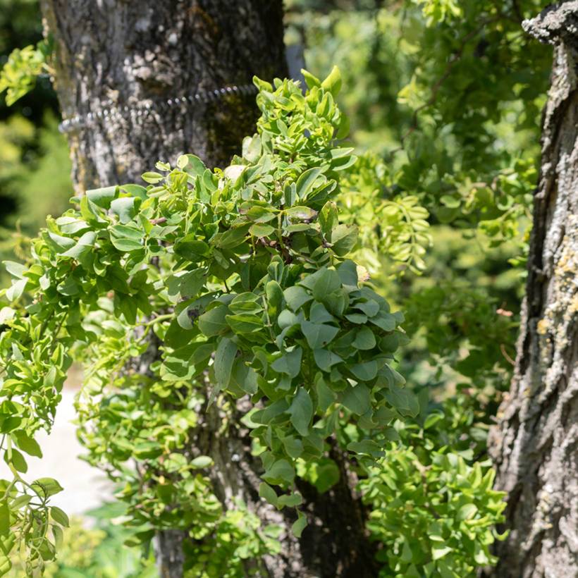 Robinia pseudoacacia Twisty Baby - Acacia nain tortueux. Pot de 7,5L/10L