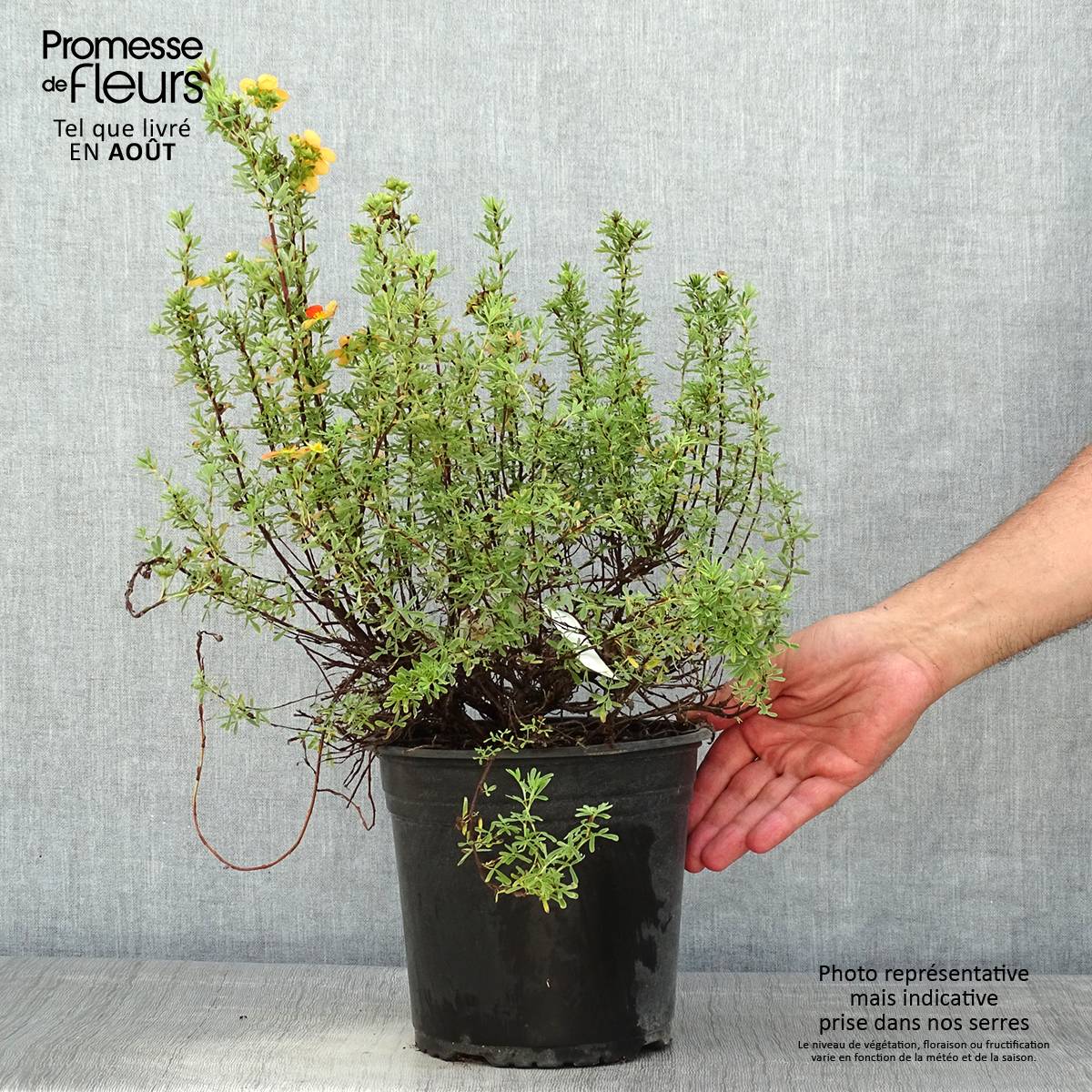 Potentilla fruticosa Orangissima - Potentille arbustive Pot de 4L/5L - Image 2