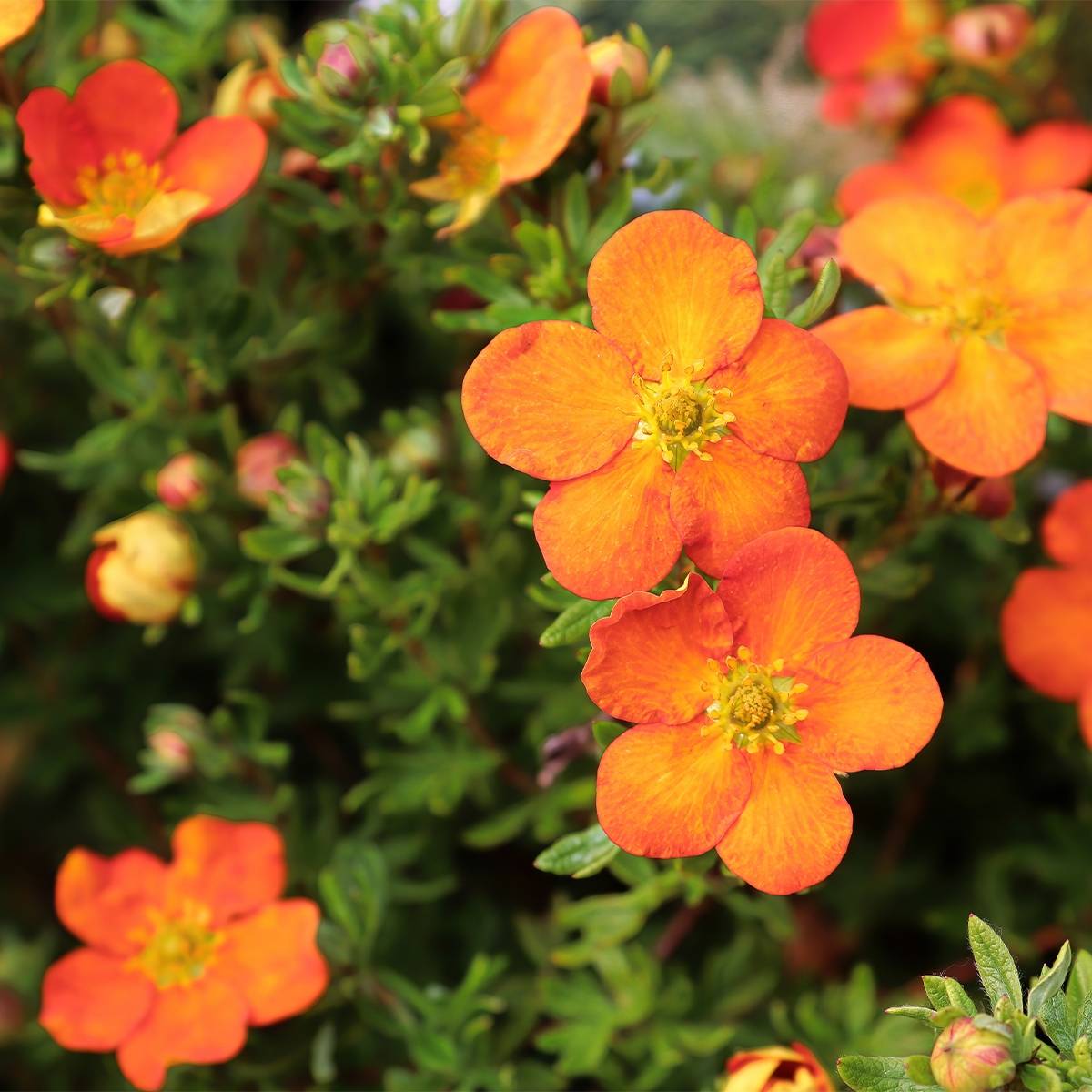 Potentilla fruticosa Orangissima - Potentille arbustive Pot de 4L/5L - Image 1