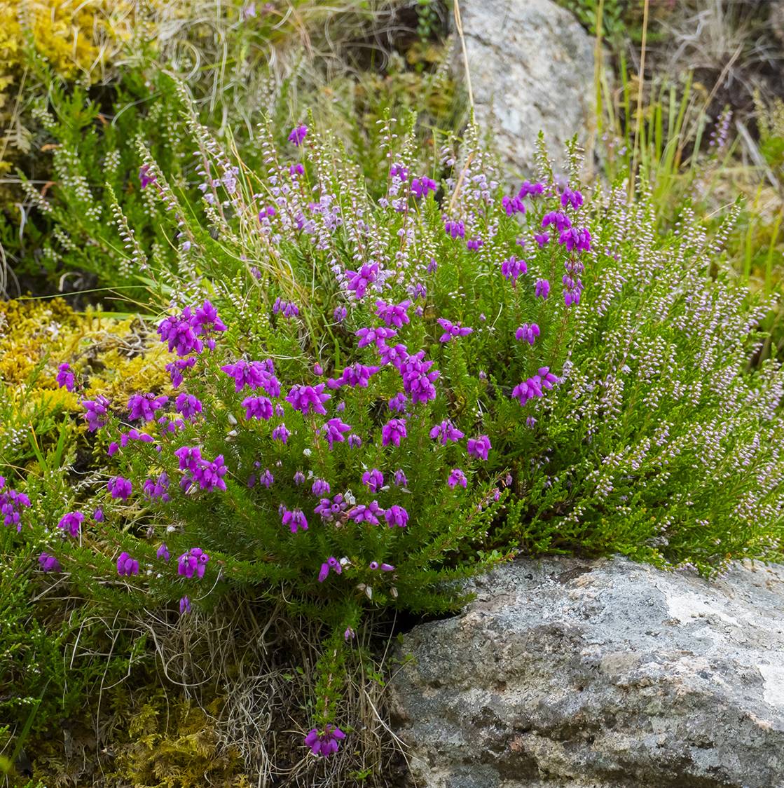 Promesse de Fleurs - Daboecia cantabrica Purpurea - Bruyère de Saint Daboec Pot de 10 cm/11cm