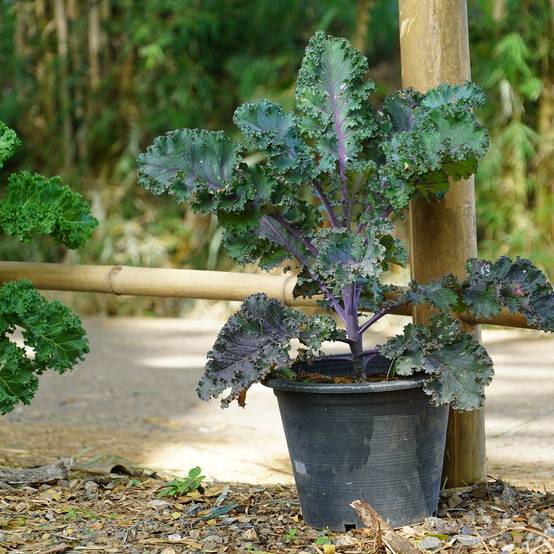 Promesse de Fleurs - Chou frisé Scarlet Kale le sachet de 500 graines environ (2g)