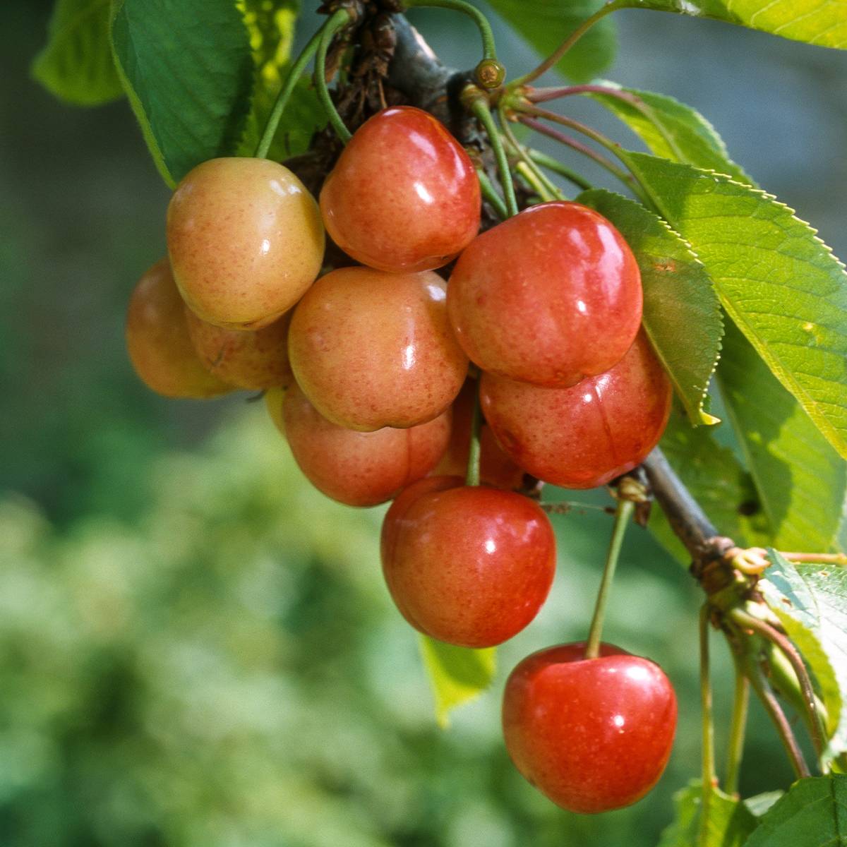 Cerisier Rainier - Prunus cerasus Pot de 7,5L/10L, Gobelet