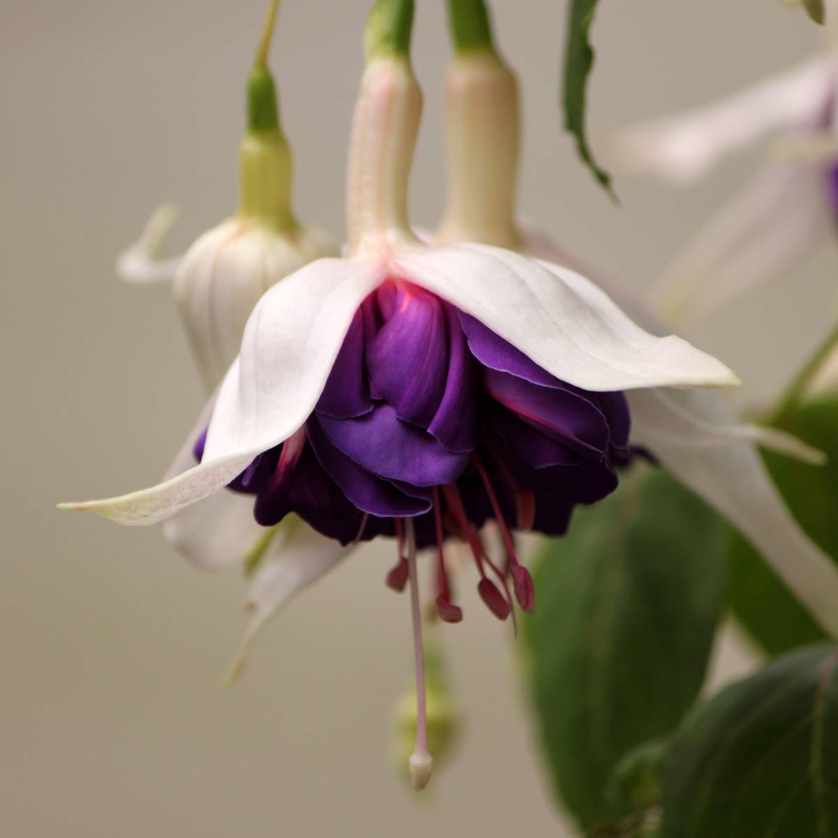 Fuchsia Deep Purple Godet de 8/9 cm