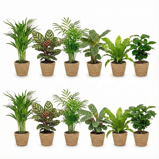 0 - Plantes Purificatrices avec Panier - Set 12 - Ø12 cm - 30-40 cm - Image 1