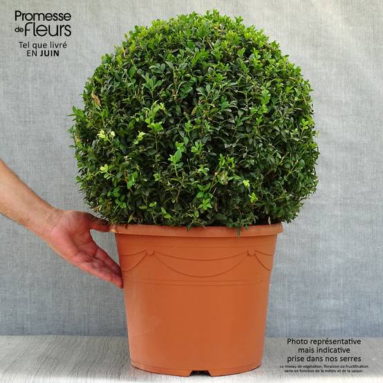 Buis boule - Buxus sempervirens Pot de 20L/25L, Boule - Image 2