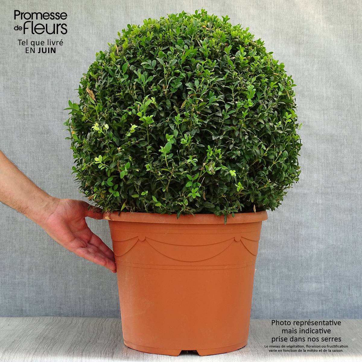 Buis boule - Buxus sempervirens Pot de 20L/25L, Boule - Image 2