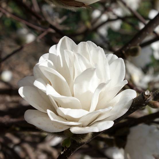 Magnolia loebneri Mags Pirouette Pot de 4L/5L - Image 1