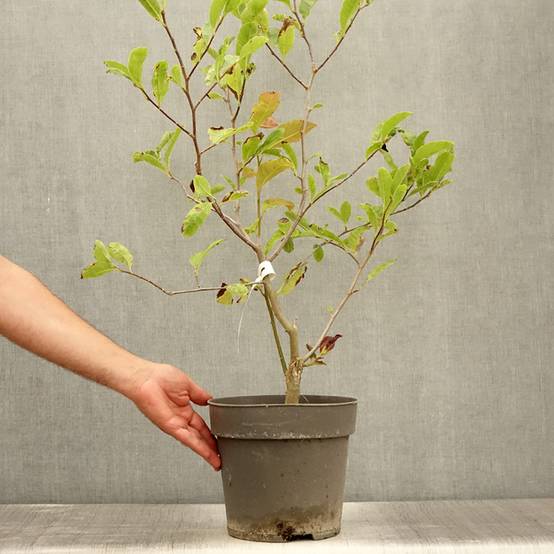 Magnolia loebneri Mags Pirouette Pot de 4L/5L - Image 2