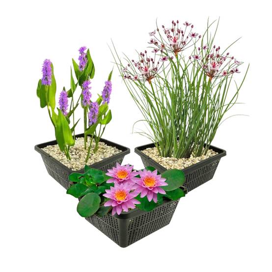 0 - Set Bassin Complet Rose - 9 Plantes (incl. Lys) 3 Paniers Accessoires - Image 1