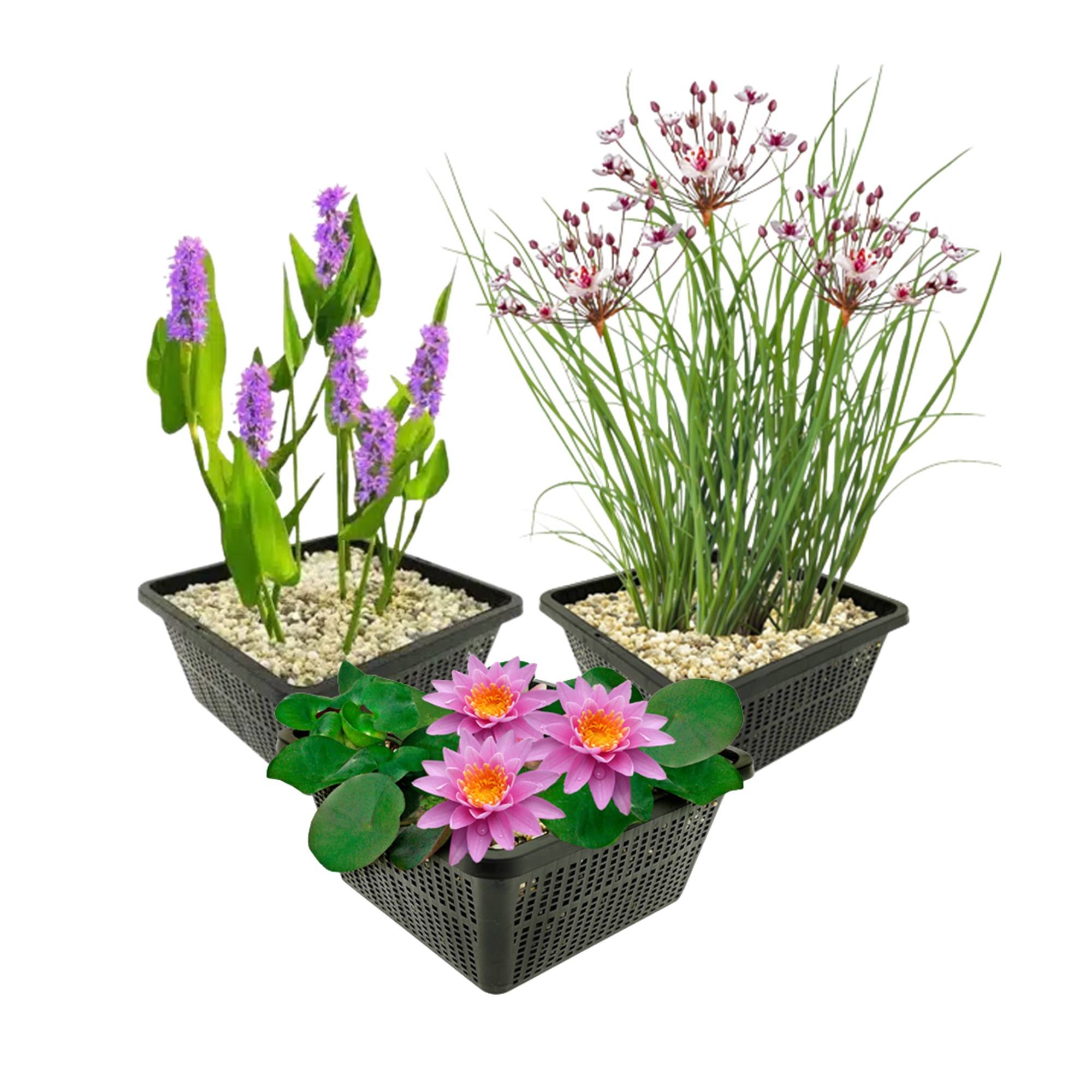 0 - Set Bassin Complet Rose - 9 Plantes (incl. Lys) 3 Paniers Accessoires - Image 1