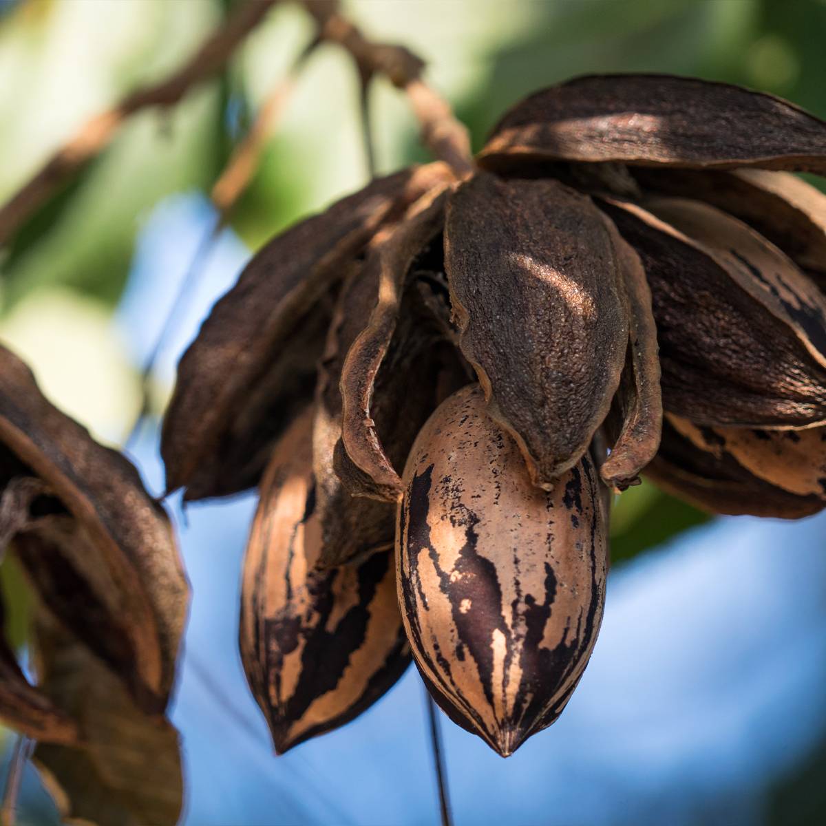 Promesse de Fleurs - Carya illinoinensis Choctaw - Noix de Pécan - Pacanier Pot de 12L/15L, Baliveau