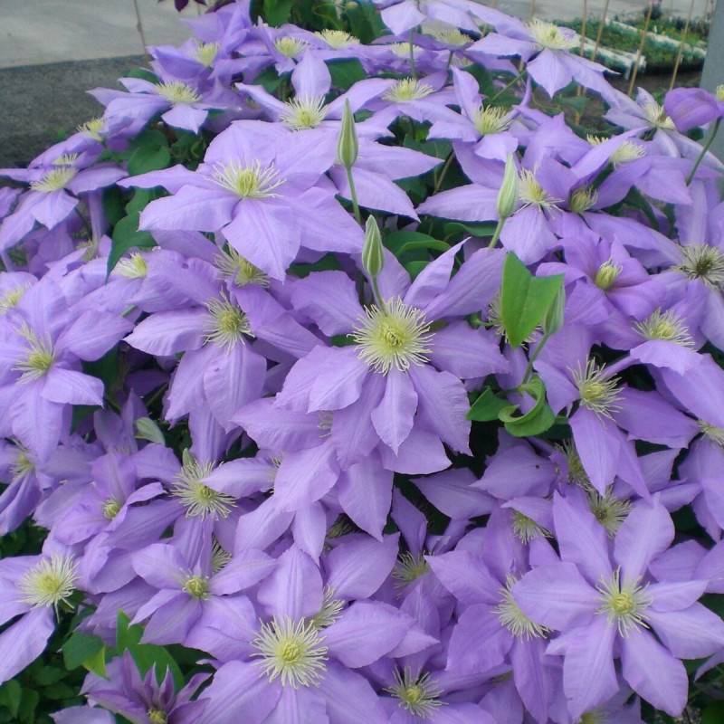 Clématite Cezanne™ 'Evipo023' à fleurs Bleue - feuillage Caduc - Pot de 3L - Echelle bambou 60/120 cm-  hauteur à maturité De 1,00 m à 1,50 m - Image 5