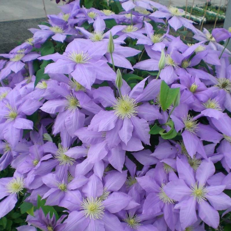 Clématite Cezanne™ 'Evipo023' à fleurs Bleue - feuillage Caduc - Pot de 3L - Echelle bambou 60/120 cm-  hauteur à maturité De 1,00 m à 1,50 m - Image 1