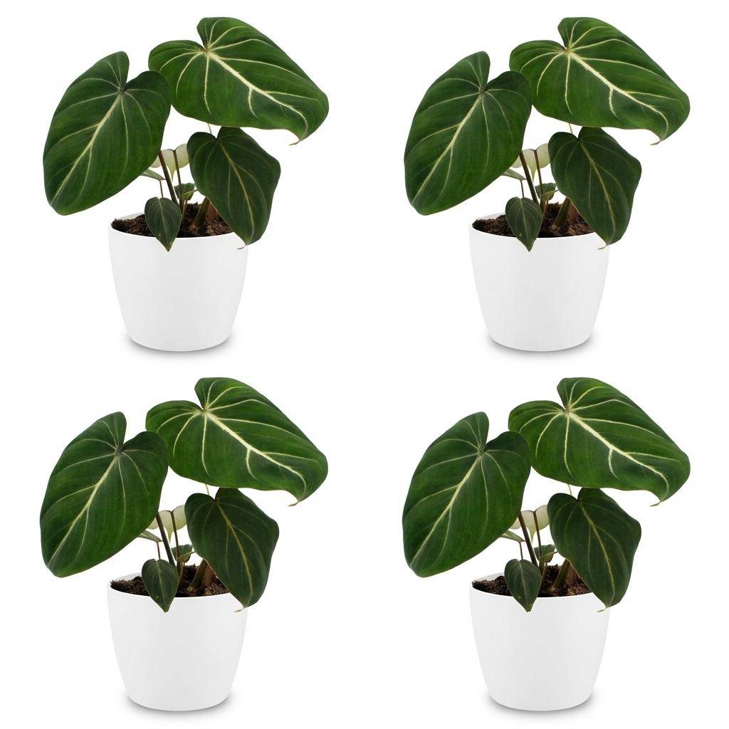 Philodendron Gloriosum - Pot de 12cm - 4 plantes - Blanc - Plantes d'intérieur - Image 2