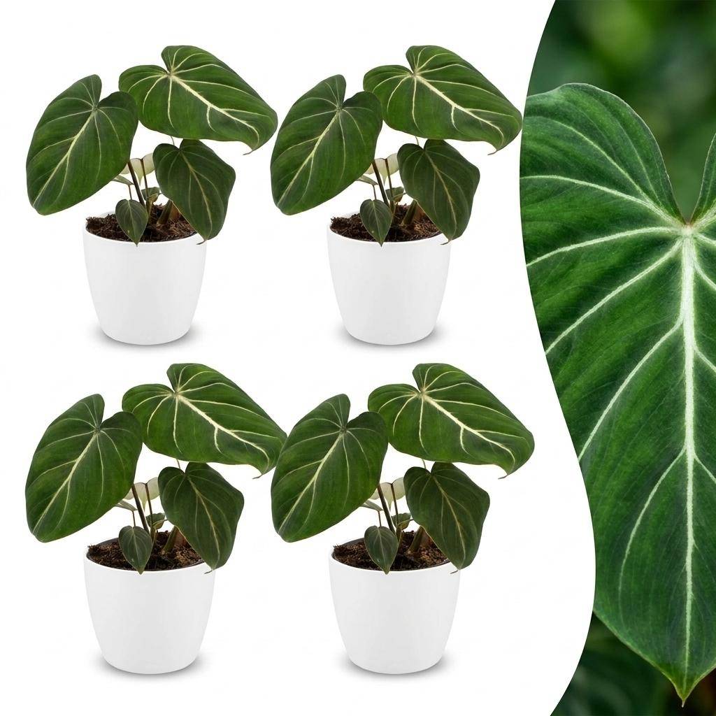 Philodendron Gloriosum - Pot de 12cm - 4 plantes - Blanc - Plantes d'intérieur - Image 1