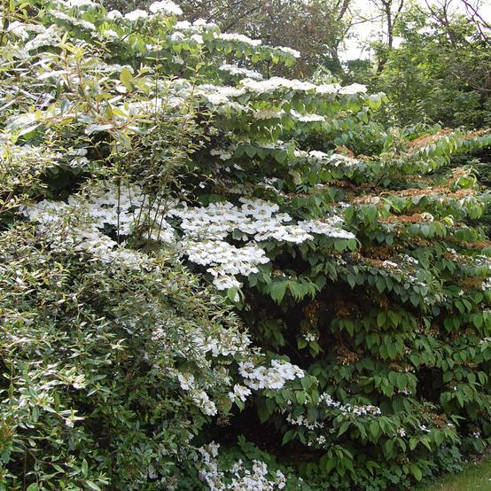 Promesse de Fleurs - Viorne - Viburnum plicatum Lanarth Pot de 2L/3L - Image 1