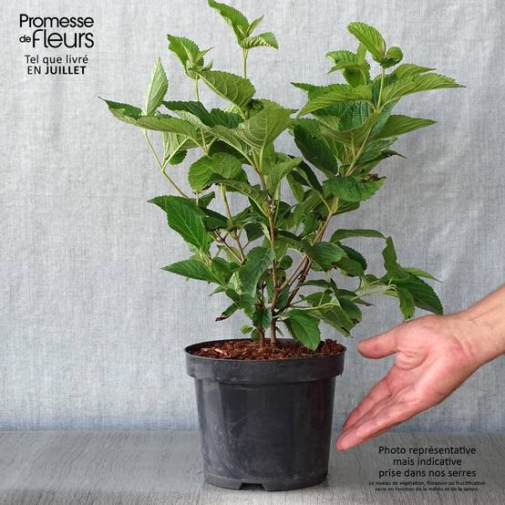 Promesse de Fleurs - Viorne - Viburnum plicatum Lanarth Pot de 2L/3L - Image 2