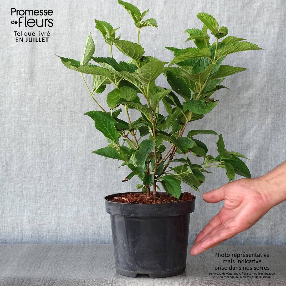 Promesse de Fleurs - Viorne - Viburnum plicatum Lanarth Pot de 2L/3L - Image 2