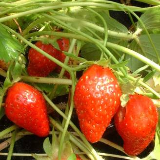 Fraisier Ciflorette (non remontant) Bio Motte 5 cm x 7 cm (par 3)