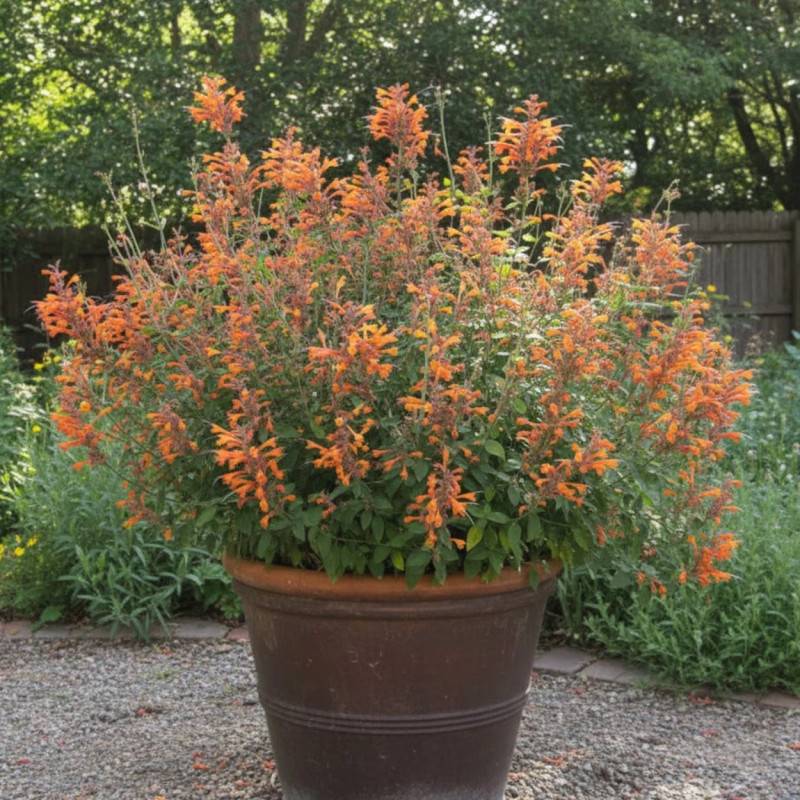 Agastache Tango à fleurs Orange - feuillage Caduc - Godet - 5/20 cm-  hauteur à maturité De 0,15 m à 0,50 m - Image 5