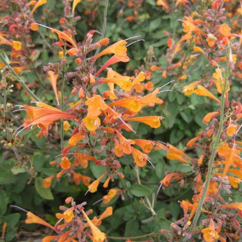 Agastache Tango à fleurs Orange - feuillage Caduc - Godet - 5/20 cm-  hauteur à maturité De 0,15 m à 0,50 m - Image 1
