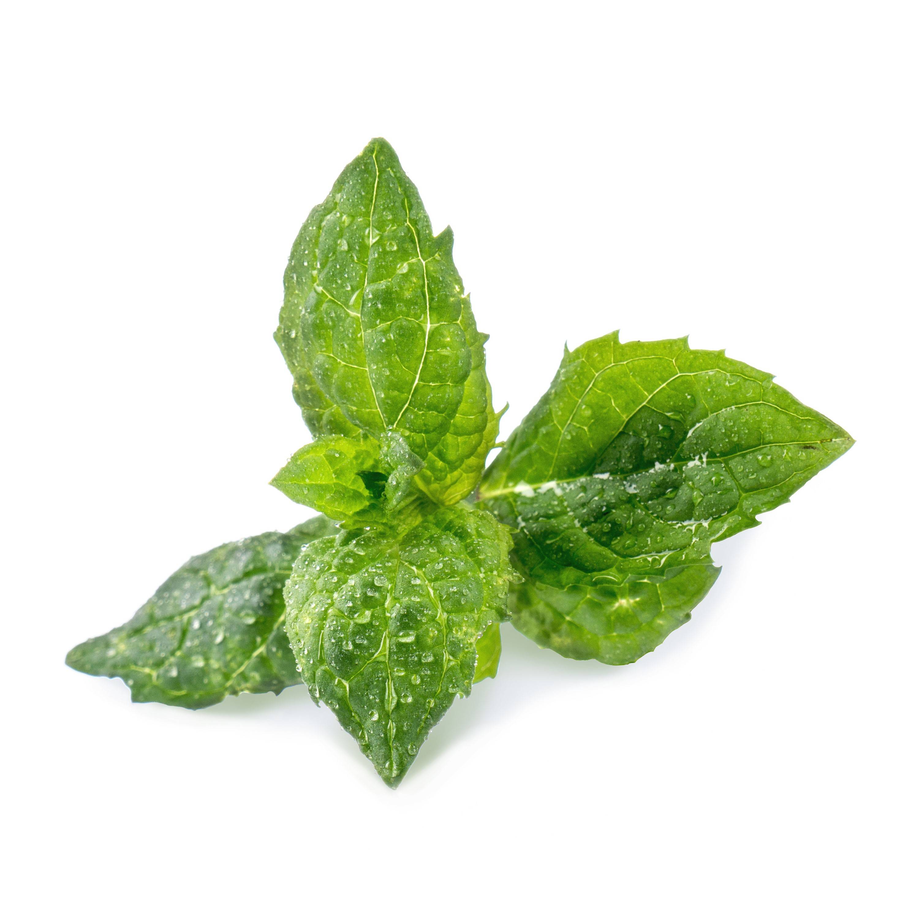 Veritable - Lingot Menthe verte - Recharge prête à l'emploi - Véritable - Image 2