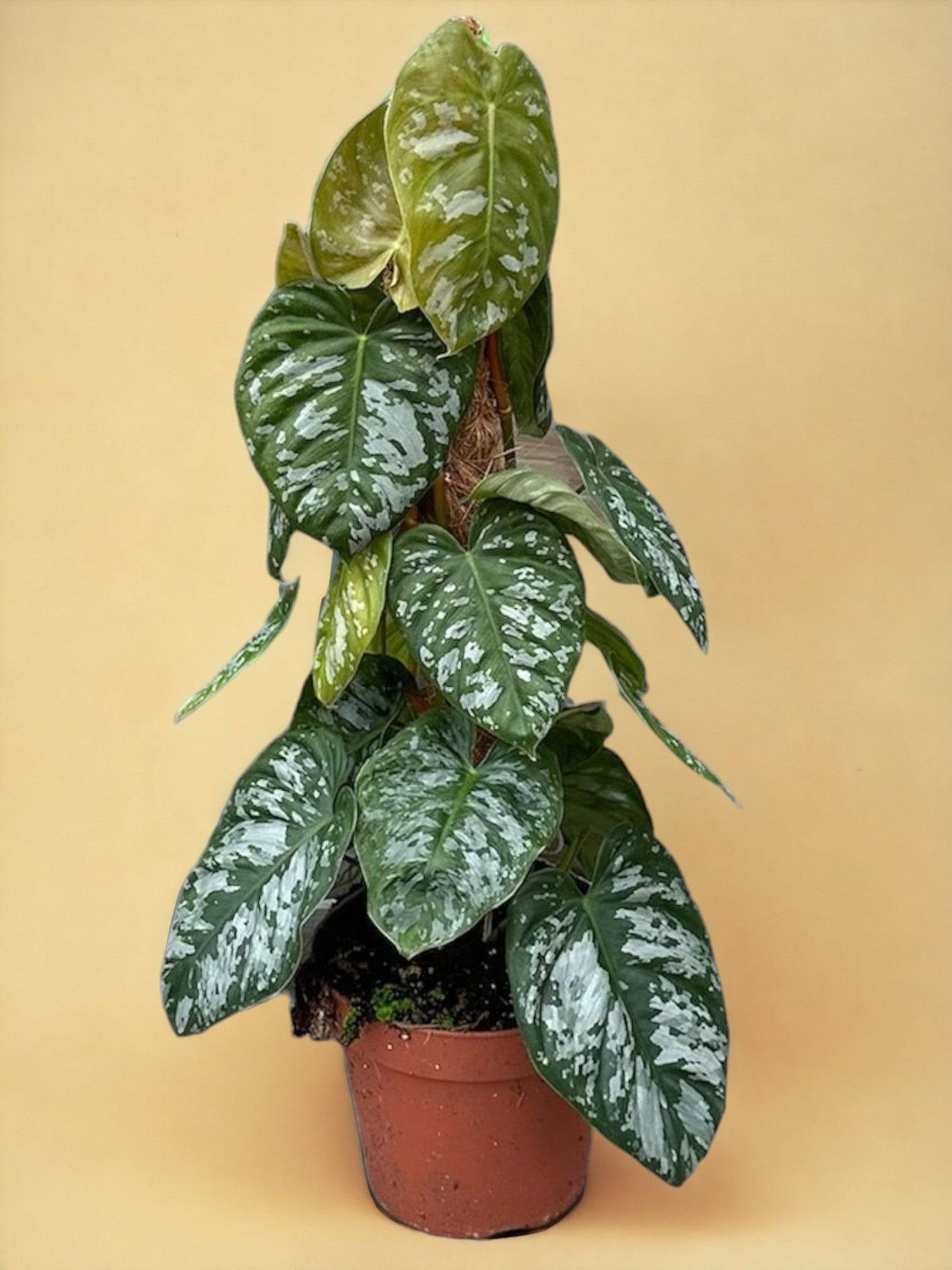 Philodendron Brandtianum Wild Form- La Green Touch