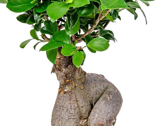 Ficus Ginseng - Bonsaï - Plantes d’intérieur - Dépolluante - H. 30-40 cm - P. 17 cm - Image 4
