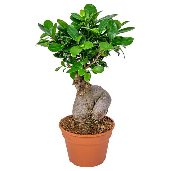Ficus Ginseng - Bonsaï - Plantes d’intérieur - Dépolluante - H. 30-40 cm - P. 17 cm - Image 1