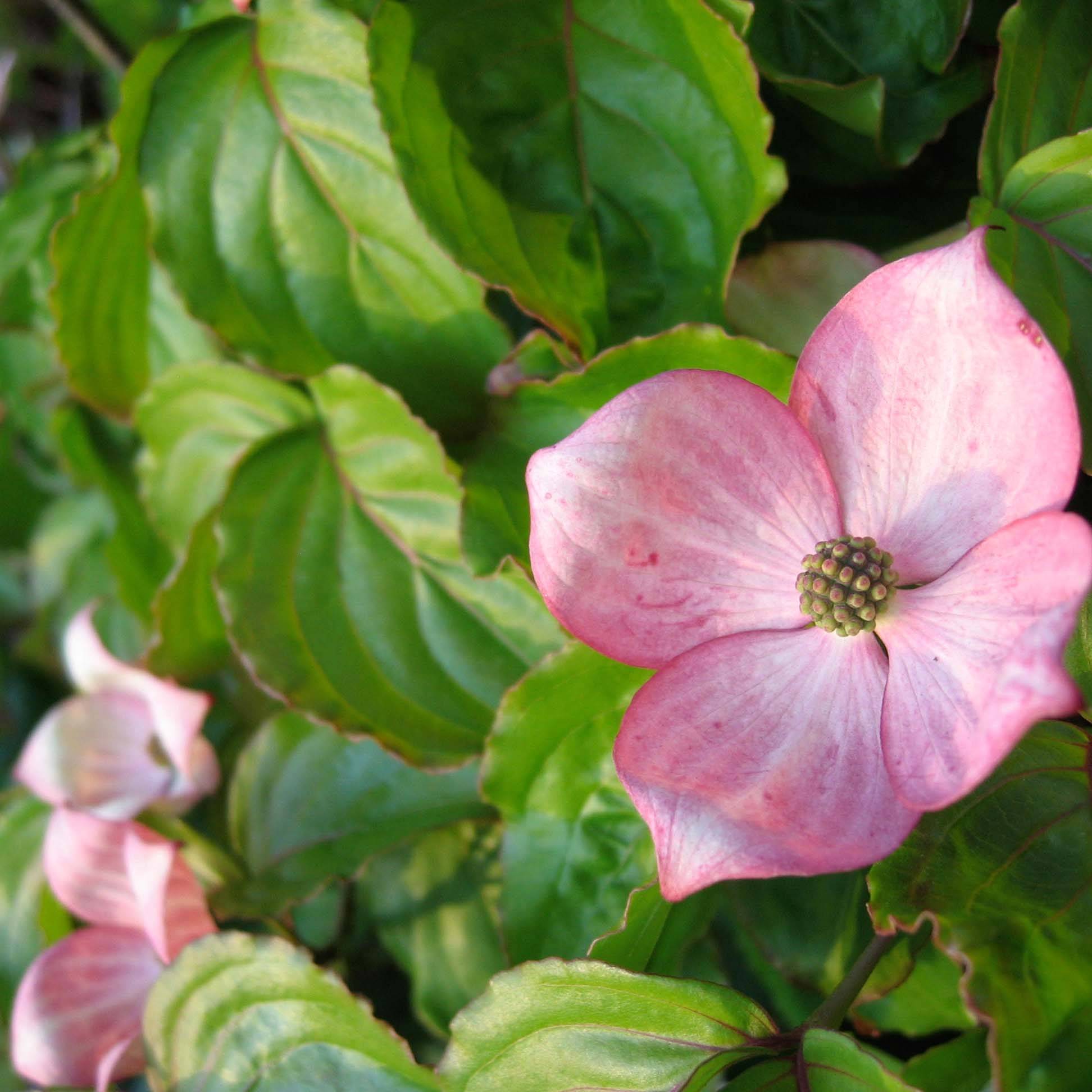 Promesse de Fleurs - Cornus kousa Heart Throb - Cornouiller du Japon Pot de 18L/20L - Image 1