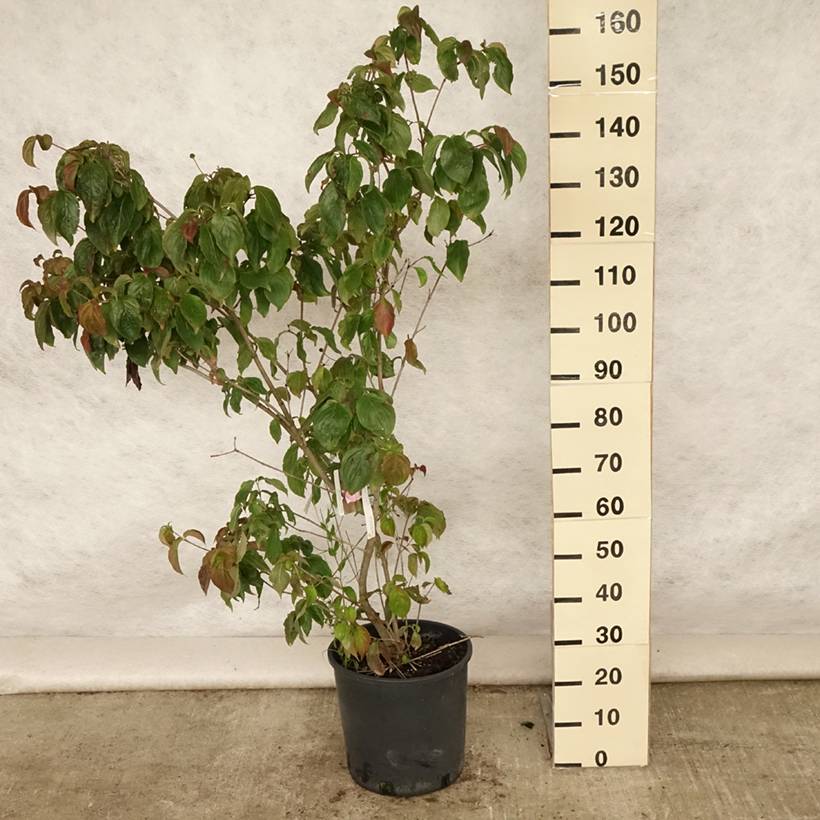 Promesse de Fleurs - Cornus kousa Heart Throb - Cornouiller du Japon Pot de 18L/20L - Image 2
