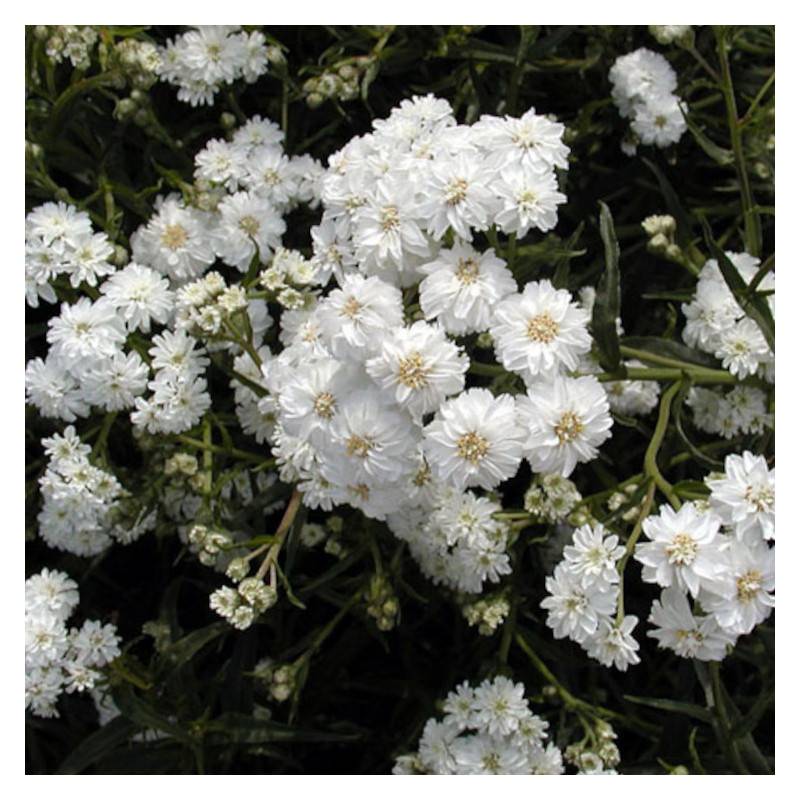 Achillée ptarmique Boule de Neige à fleurs Blanche - feuillage Caduc - Godet - 5/20 cm-  hauteur à maturité De 0,50 m à 1,00 m - Image 1
